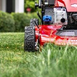 Feed Your Lawn